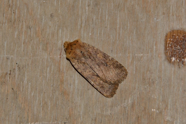 Falena da identificare: Conistra rubiginea - Noctuidae